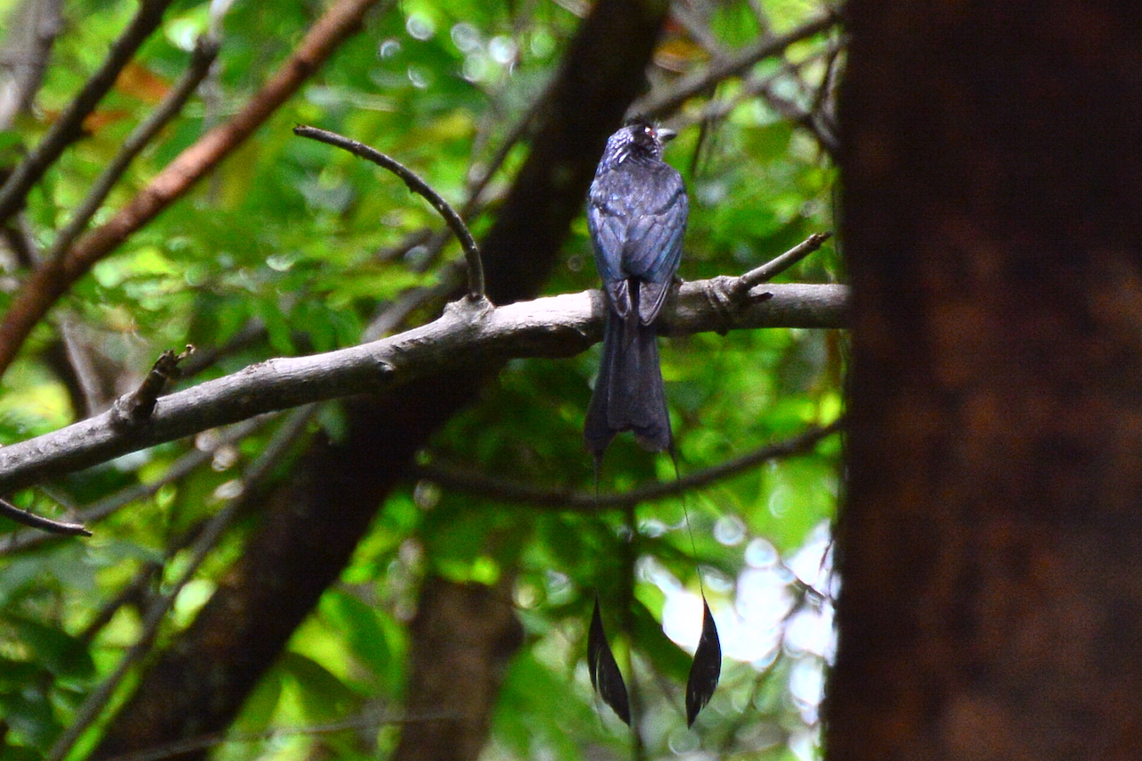 Dicrurus paradiseus paradiseus